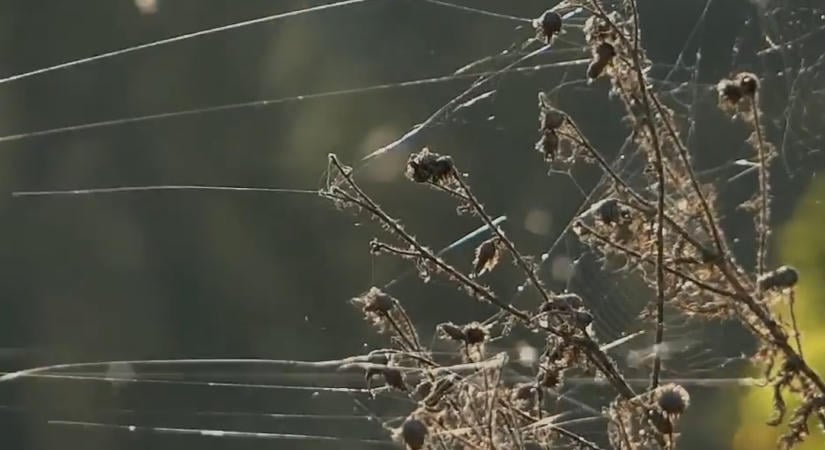 Fehér szálak úsznak szeptemberben a levegőben? Nem növényi pihék, hanem pókok utazhatnak rajtuk