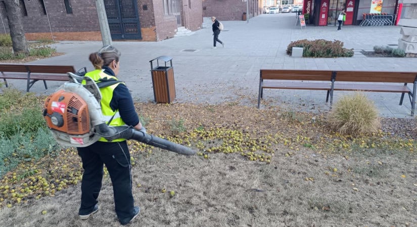 A lehullott őszi falevél a szépsége mellett életet adó kincs is – kevesen tudják, miként lehet hasznosítani