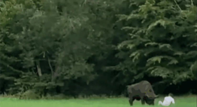 Turistára támadt egy bölény Lengyelországban – videó