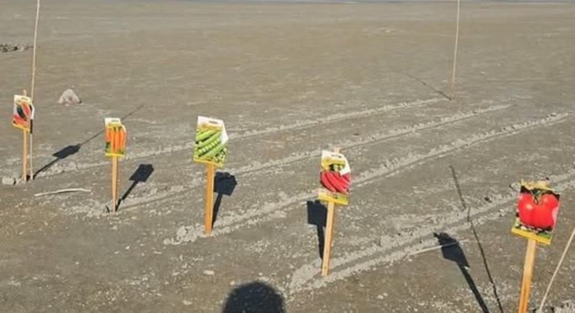 Valaki veteményest rendezett be a Balaton kiszáradt medrében