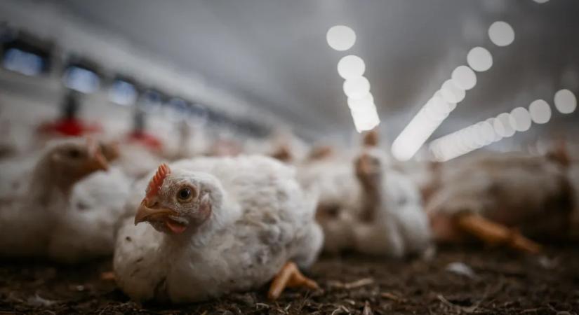 A nagyüzemi állattartás hozza magával a járványokat, az antibiotikum-rezisztenciát és a kezelhetetlen mennyiségű trágyát