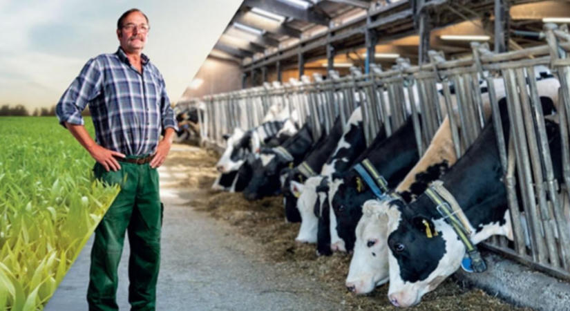 KWS hibrid rozs: szenázsra és szemes takarmányra optimalizálva