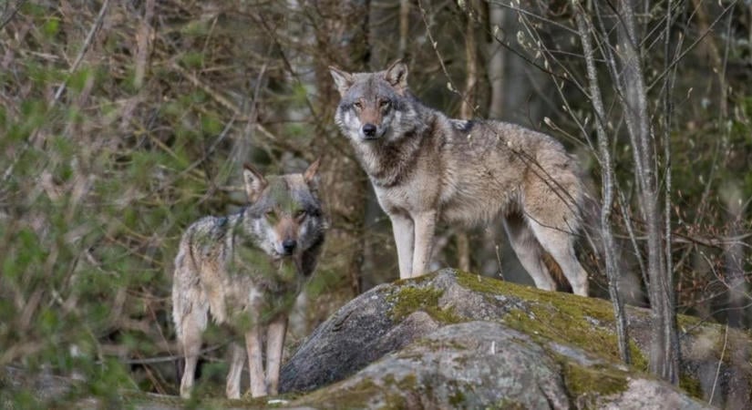 Drámai mértékben csökken a vadon élő állatok sokasága, de a természetvédelmi sikerek reményt adnak