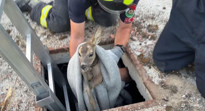 Cukiság - Bajba jutott őzgidát mentettek meg a soproni tűzoltók - fotó, videó