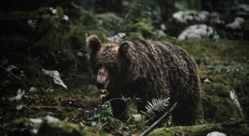 Medve tört be a jurtába, egy férfit megölt, egy nő életéért küzdenek