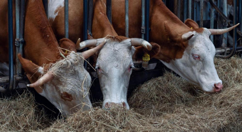Elfogyott a biotakarmány az aszályban? Hatósági engedéllyel megőrizhető az állomány biostátusza
