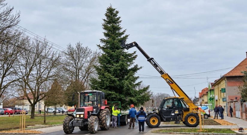Egy kertből kerülhet a főtérre a város karácsonyfája