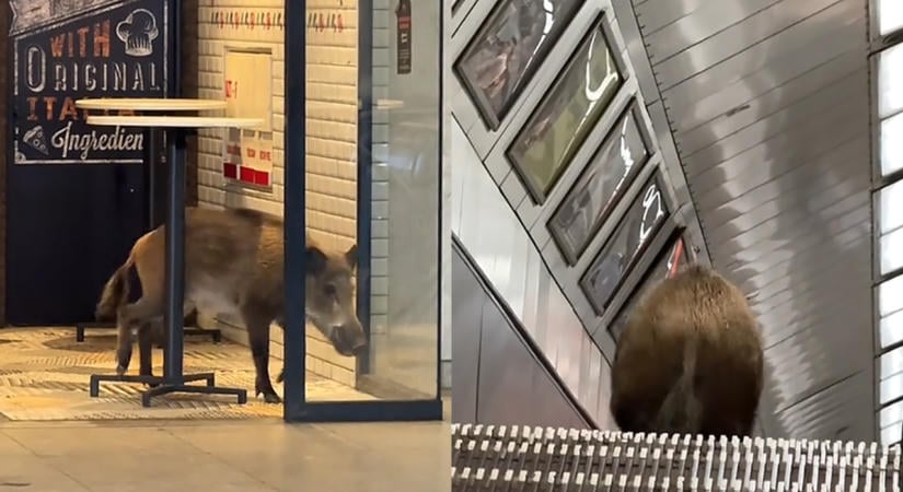 Mozgólépcsőn jutott le a Kossuth Lajos téri metróállomásra egy sérült vaddisznó
