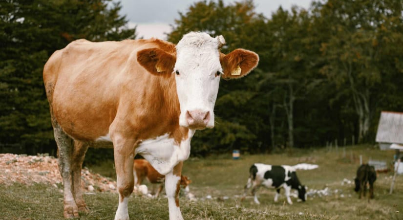 Startol a 180 millió eurós agrártámogatás: szeptember elsejétől léphetnek a gazdák