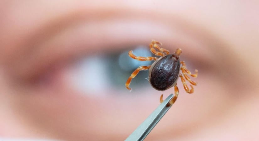 Horror a magyar erdőkben: veszélyes vérszívó bukkant fel,mindenki vigyázzon!