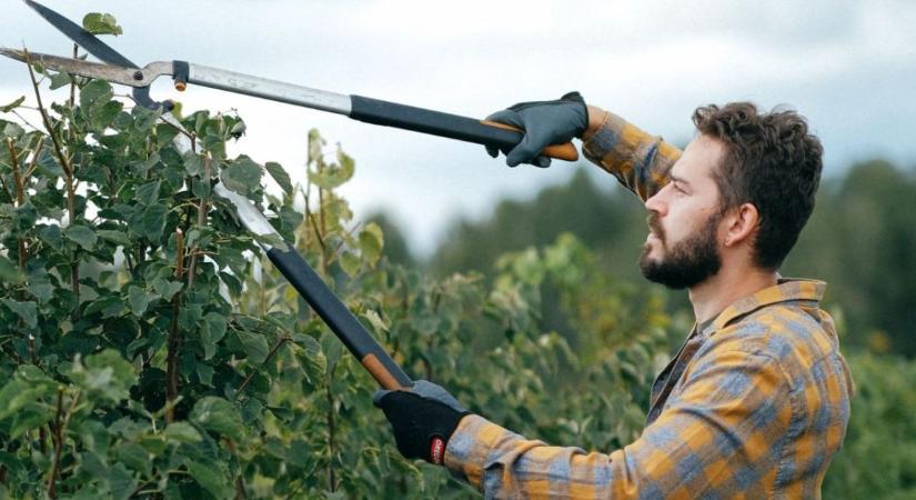 Gyümölcsfák vízhajtásainak eltávolítása júliusi zöldmetszéssel