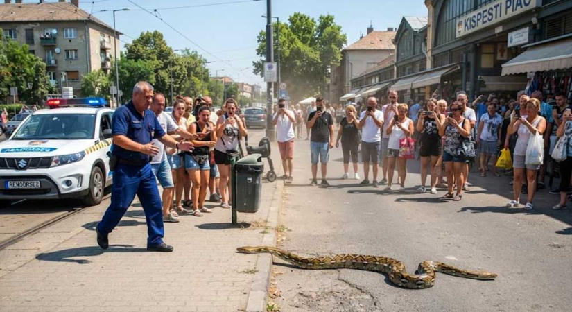 Óriáskígyót találtak Kispesten: Szörnyű baleset érte a kispesti piac közelében kiszabadult hüllőt