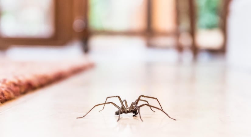 Ezt permetezd az ablakra októberben, és kint maradnak a pókok