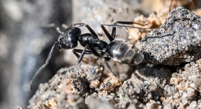 Hangyákat tálalt fel, most börtönbe kerülhet a Michelin-csillagos étterem tulajdonosa
