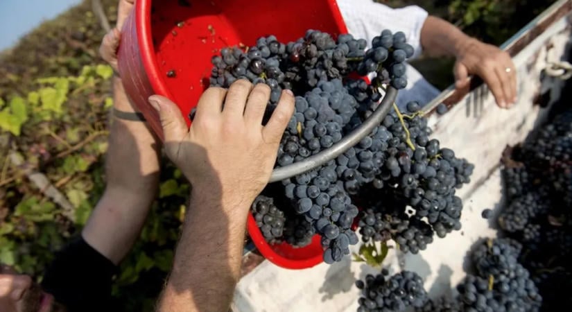 Mustillat és mesés panoráma: 8 magyar szőlőhegy, amit ősszel látni kell