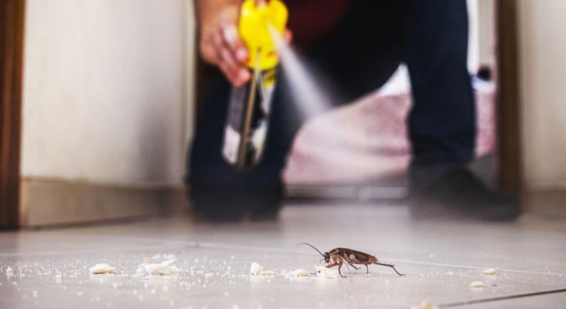 Csótány a lakásban ősszel: miért jelenik meg gyakrabban, és hogyan védekezzünk?