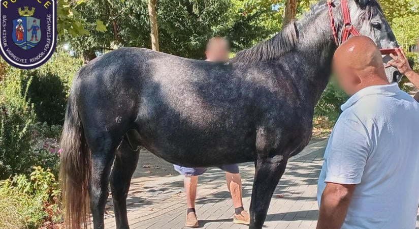Hintóval elszabadult lovak sodortak el gyalogosokat Kiskunfélegyházán, ketten súlyosan megsérültek