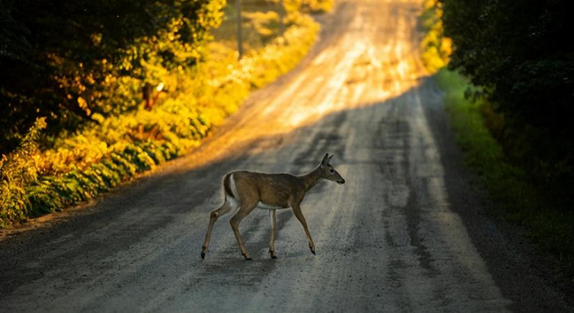 Vigyázat a volánnál: szerelmes őzekkel vannak tele az utak