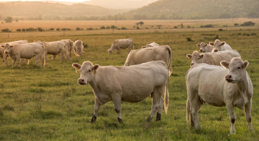 Január 1-től módosulnak a Natura 2000-es gyepterületek használatának szabályai