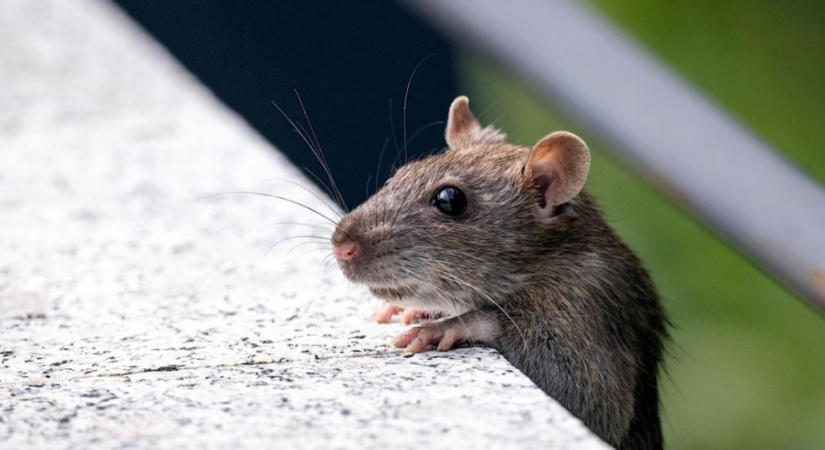 Egér vagy patkány jelent meg a kertben? Nyomok, kockázatok és megelőzés
