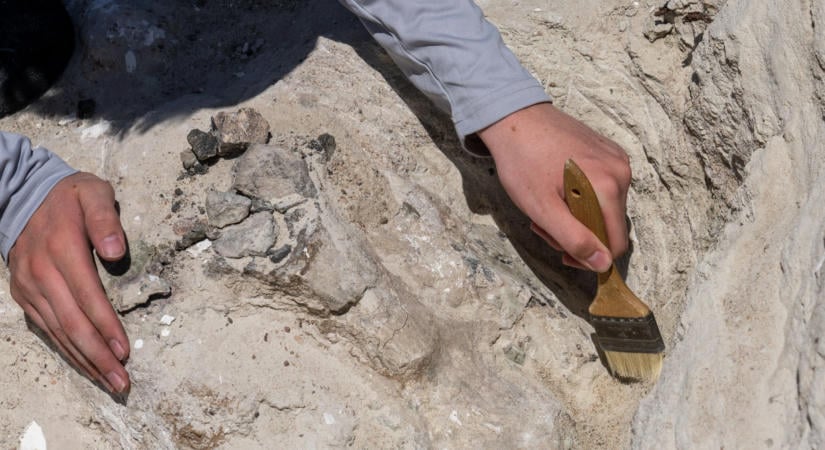 Megkövesedett dinoszaurusz-lábnyomra bukkantak