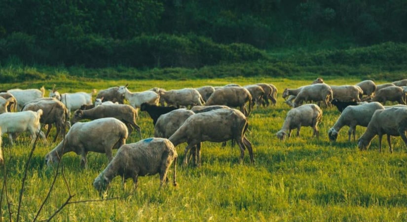 Juhásztüntetés bénította meg Bukarestet, könnygázt is bevetettek