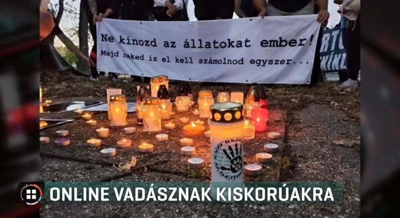 Rávettek egy 14 éves fiút, hogy megöljön egy macskát Oroszlányban, nemzetközi bűnszervezet állhat mögötte