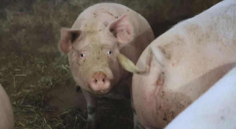 Sertéstelep-horror a szomszédban: ezer állatnak nyoma veszett, oszló tetemek mindenhol – a kannibalizmus gyanúja is felmerült, „ez még a legrosszabb rémálmokat is felülmúlja!"
