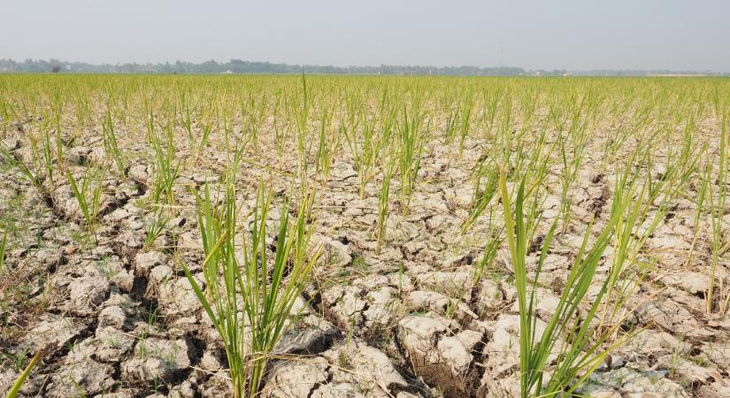 Globális árrobbanással, társadalmi és politikai instabilitással fenyeget az idei „szuper” El Niño