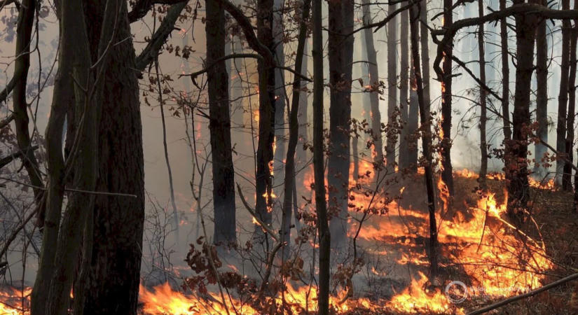 Mécsesek az erdőben – figyelmeztetést adott ki a Bükki Nemzeti Park