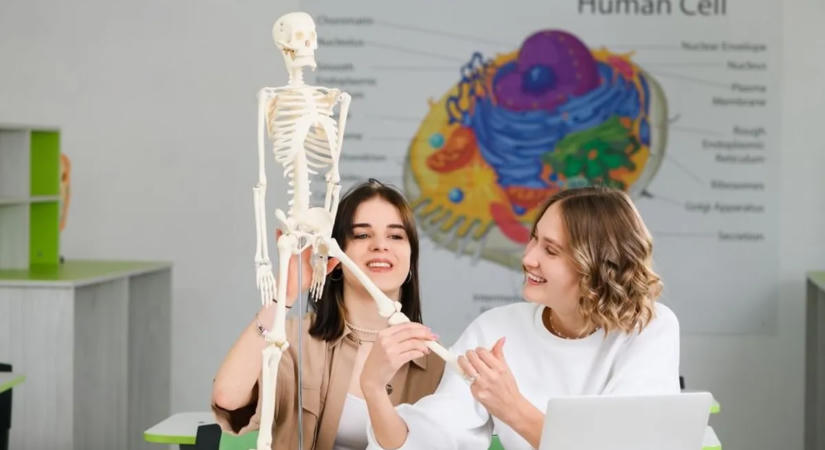 Trükkös biológia kvíz: te mennyit tudsz az emberi testről?