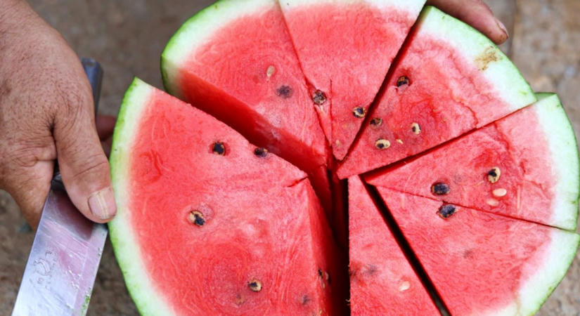 Összeomlás a dinnyepiacon: a termelők már a megélhetésüket is elveszíthetik