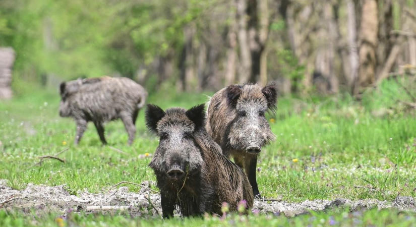 Kiszáradnak az erdők, bajban a vadak: életmentő megoldást keresnek