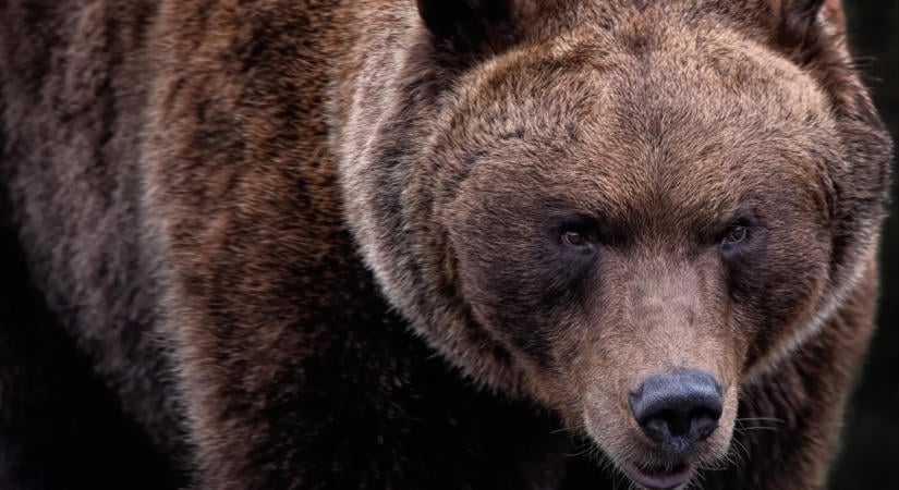 Azonnal lelövetem – keményen fogalmazott a magyar polgármester a medvetámaás után