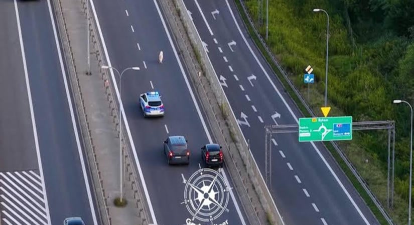 Felrobbantotta az internetet a főúton szaladgáló kutya