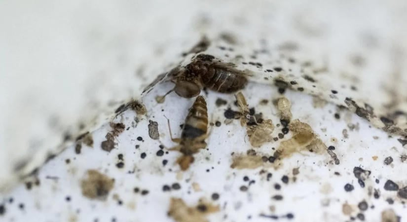 Ágyi poloska miatt borult a vonatközlekedés, az üzemeltető tagadja a fertőzést
