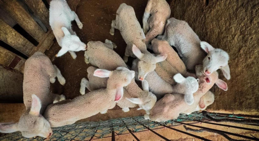 Megugrottak a felvásárlási árak: mutatjuk, mennyit fizetnek most a magyar bárány kilójáért