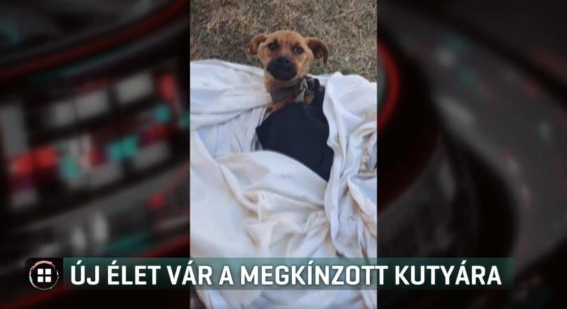Új esélyt kapott Henna: örökbe fogadják a brutálisan megkínzott kutyát