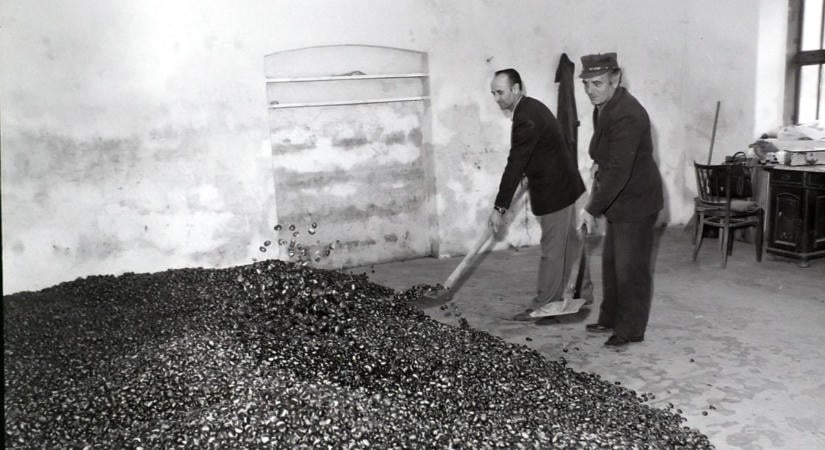 Aranyat érő őszi kincsek: így takarították be a rekordmennyiségű szelídgesztenyét Iharosberényben!