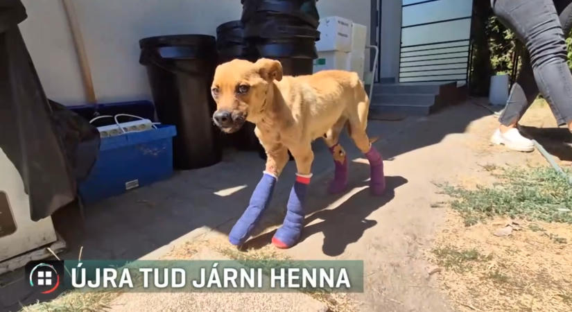 Henna újra jár – Megmentették a Hernád partján talált kutyát