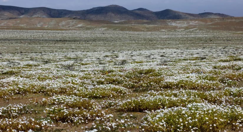 Rá sem ismerni a sivatagra: elképesztő változást hozott az El Niño – galéria