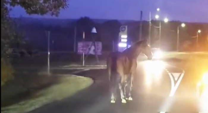 A vak is látta, hogy ott egy ló az úton, őt kivéve: képes volt nekimenni Keszthelyen