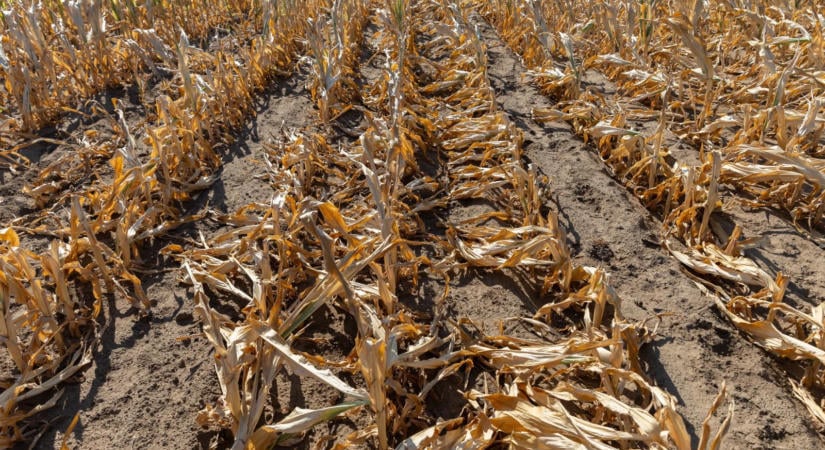 Aszály: ami idén történt, az brutális, a végkimerülés szélére sodródtak a gazdák