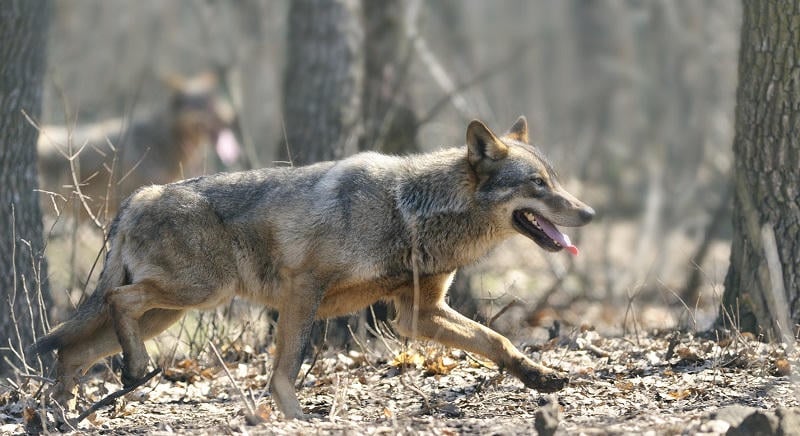 Farkasok tartják rettegésben az erdélyi falu lakóit