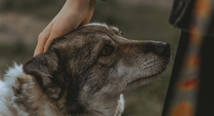 Tényleg tovább élnek a kutyatartók? Nem ilyen egyszerű a válasz