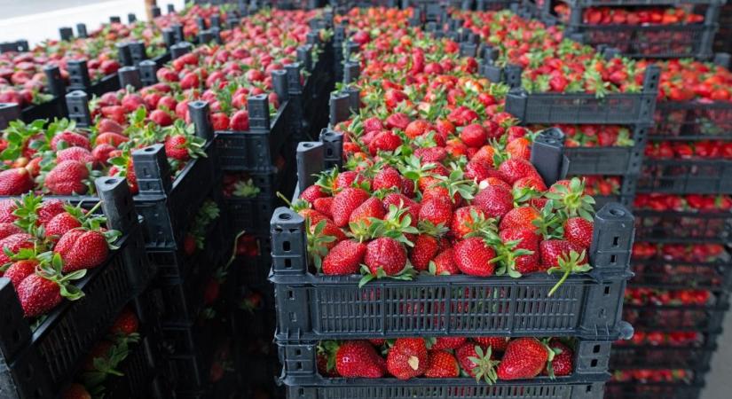 Lajosmizsei epernek hitték, de import volt: 2,7 tonnát kellett megsemmisíteni