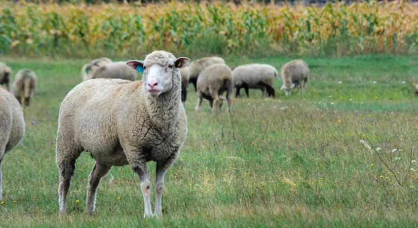 Jön a Ferragosto, megy a bárány; egy ágazat ezeregy lehetőséggel