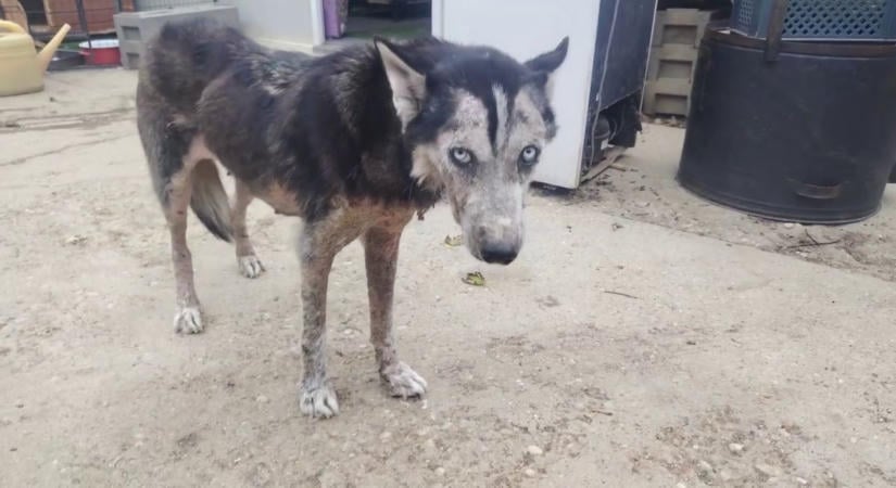 Rettenetes állapotban találtak egy csontsovány huskyra Kaposváron az állatvédők