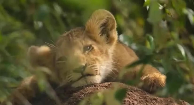 Egy apró oroszlánkölyök sorsát négy éven keresztül követte kameráival a National Geographic stábja