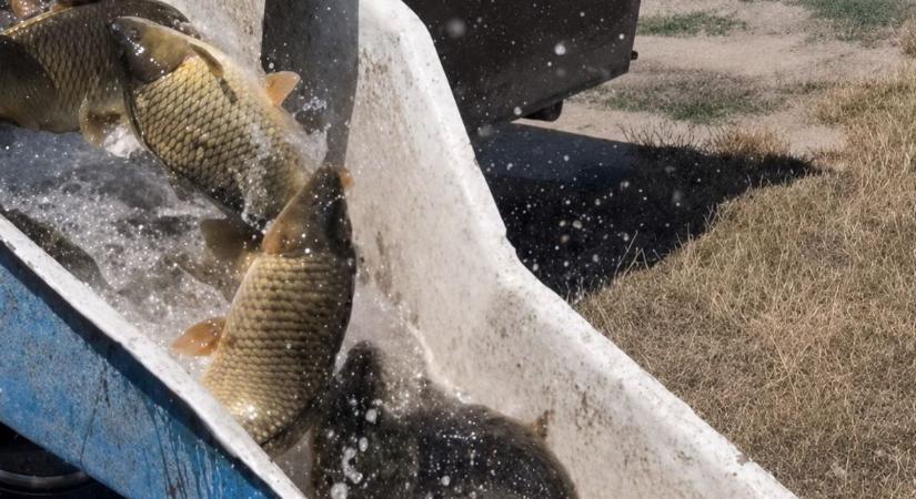 Csak úgy zubogtak a déli part csatornáiba a hatalmas pontyok